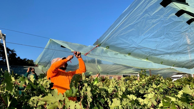 Worker installs shade film above wine grapes