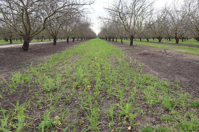 A pollinator mix of cover crops sprouting on an almond orchard floor