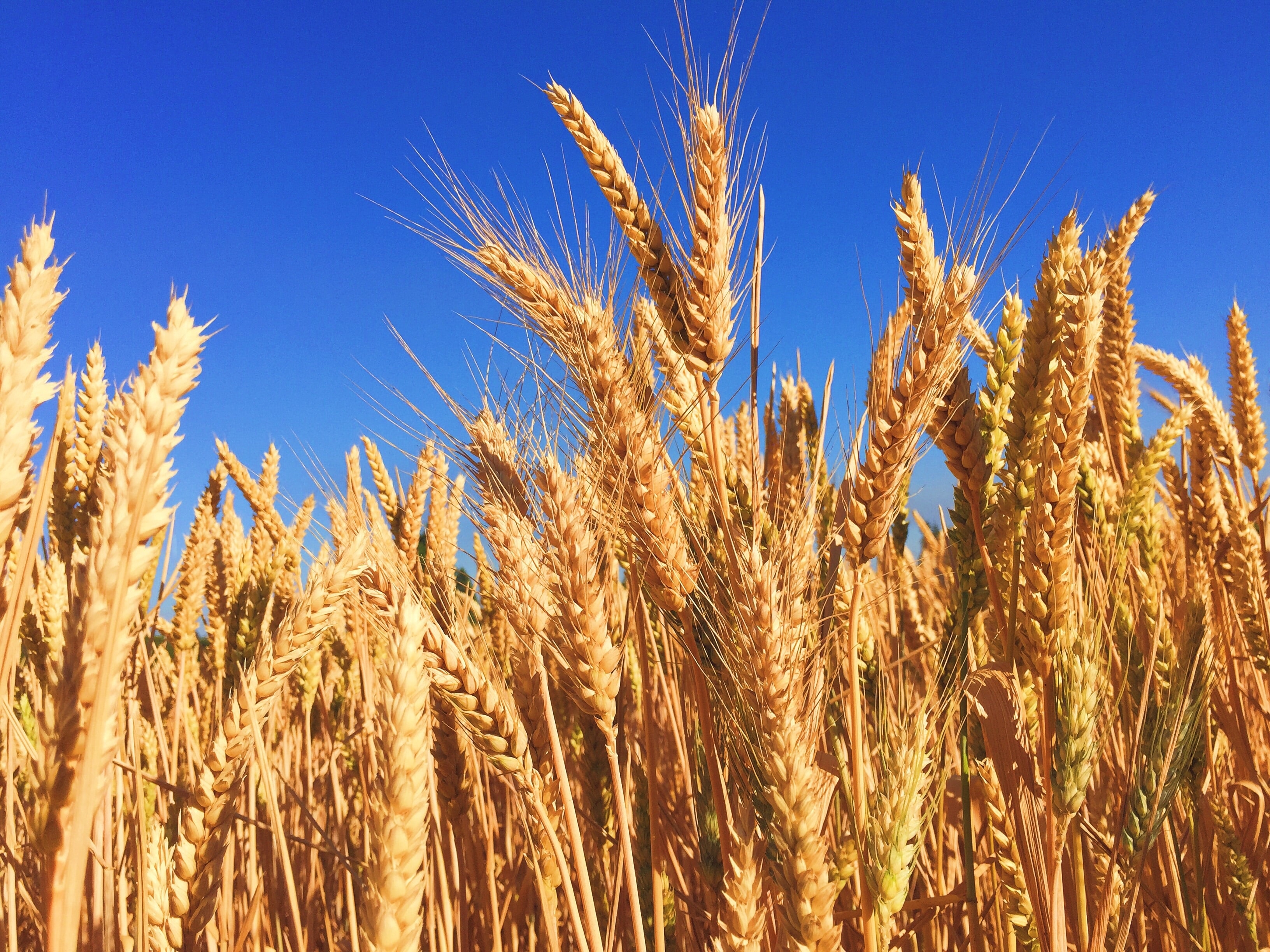 New 'big data' tools help California wheat farmers reduce fertilizer  guesswork - Food Blog - ANR Blogs