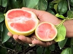 A healthy grapefruit and one affected by HLB