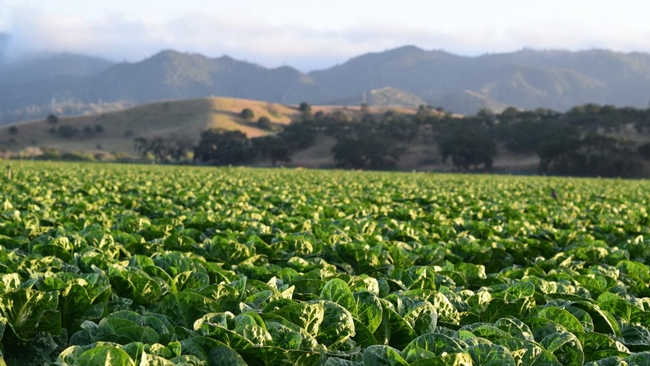 Lettuce grows at an organic farm outside Salinas, California