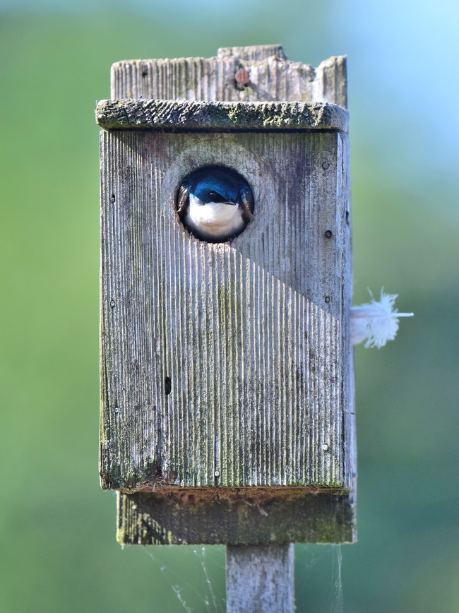 Tree swallow in a nest box