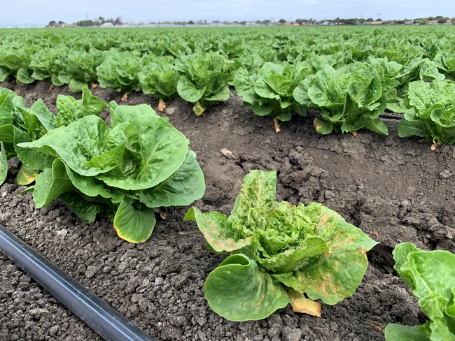 Lettuce field showing signs of INSV infection