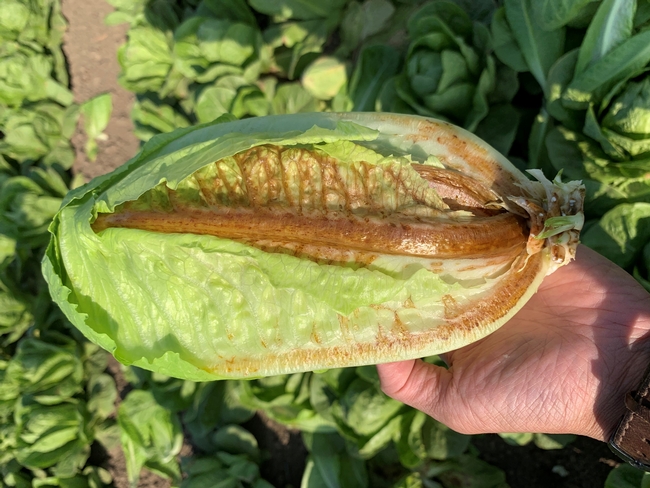 Lettuce affected by INSV