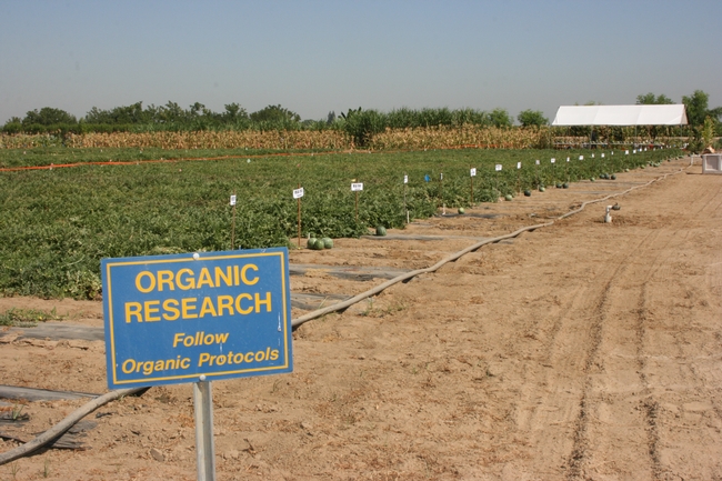A sign reads: Organic research. Follow organic protocols. Rows of watermelons in a test plot is behind the sign.