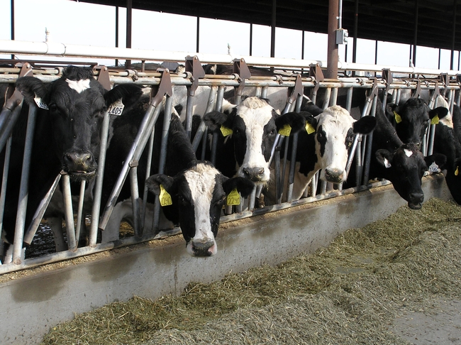 Several black and white dairy cows gaze at the camera from a feeding pen.