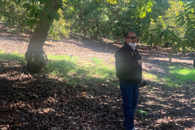 University of California Cooperative Extension irrigation and water management advisor Ali Montazar visits an avocado orchard in San Diego County