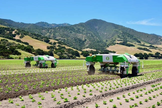 Two Naio Dino robots weed a vegetable field.