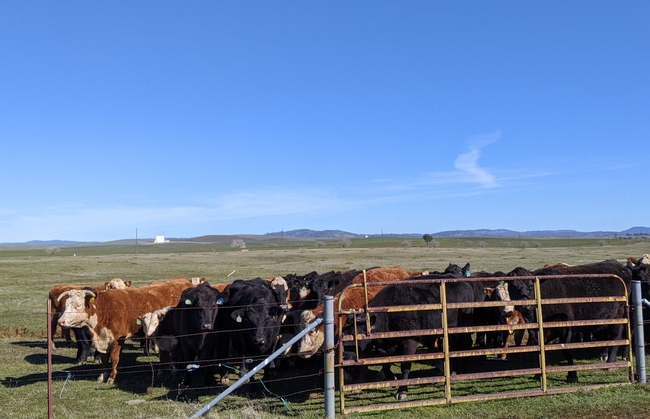 A herd of black and brown cows stand beside the pasture gate.