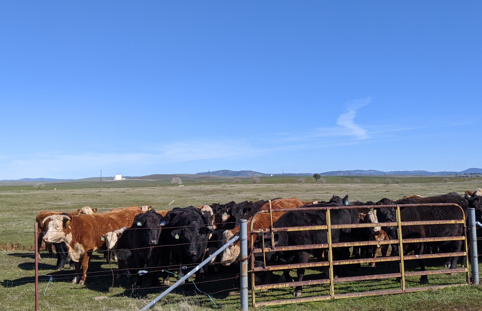 Cattle Health Webinars Now Online