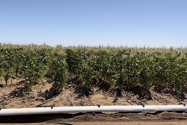 A corn field under irrigation drip