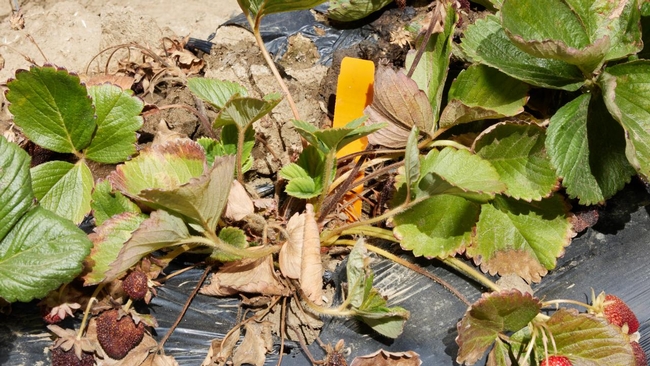 Strawberry plants show wilting and brown leaves