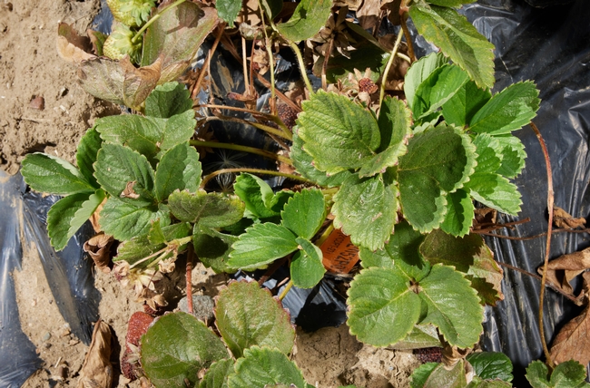 Symptoms of Fusarium wilt in strawberries consist of wilting of foliage, plant stunting, and drying and death of older leaves.
