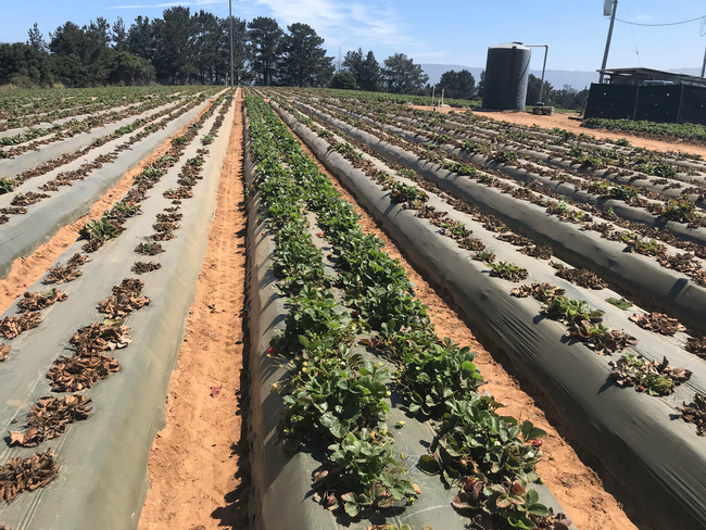 Field shot of healthy strawberry plants between rows of wilted, brown strawberry plants.