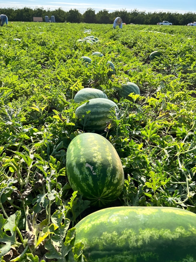Watermelons in a field