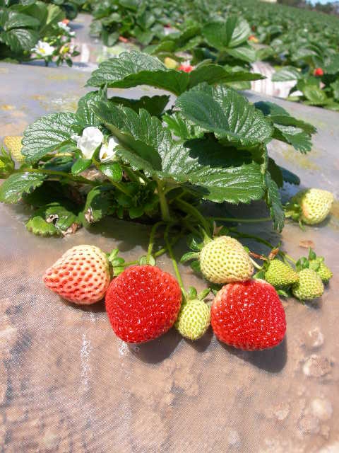 Organic strawberry plant with red berries in the field.