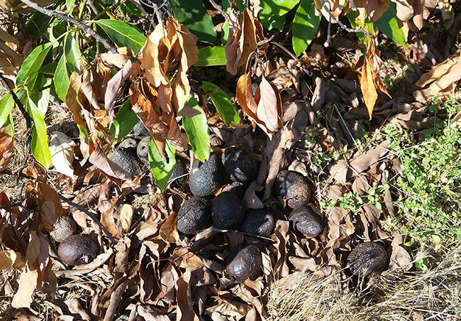 Avocado tree with dry, brown leaves. Avocados lay at its base.