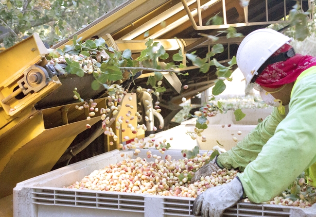 Worker harvests pistachios