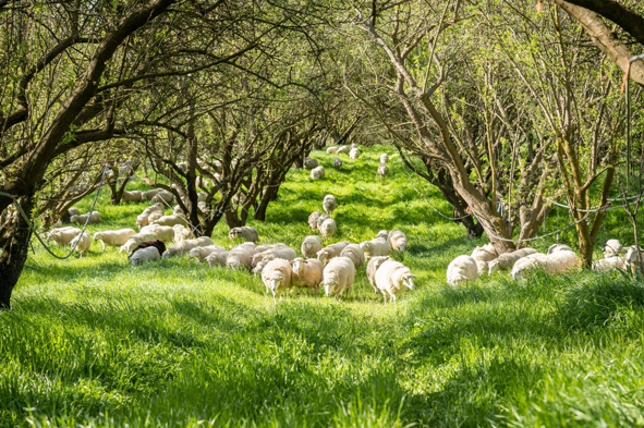 White sheep graze on lush, green cover crop between trees in an orchard.