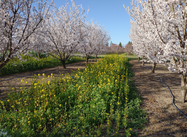 A carpet of yellow flowers and a few purple flowers runs between the trees in an orchard.