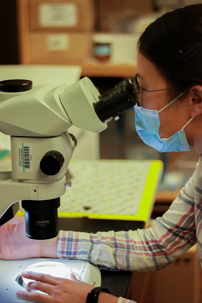 Yu-Chen Wang looks in a microscope