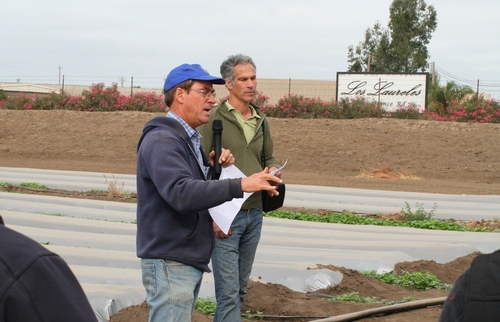 Two men standing on edge of a field with rows of crops planted under plastic mulch.