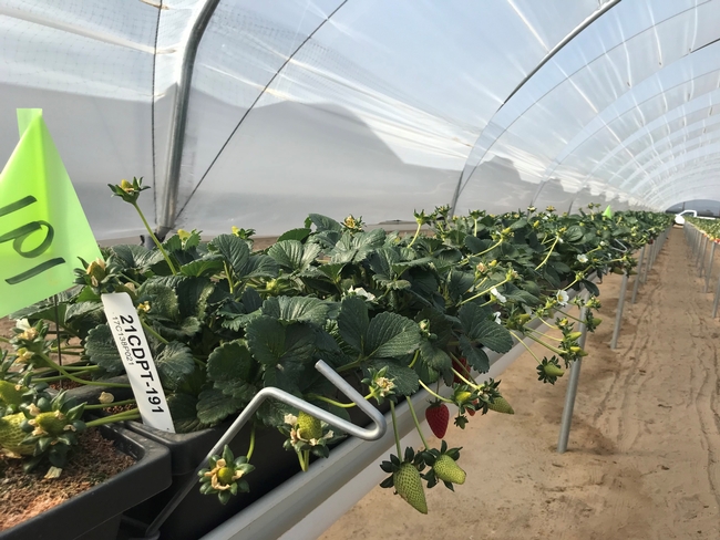 Monarch strawberries have long fruit trusses, or stalks, that make it easier to pick or possible mechanical harvesting. Photo by Cindy Lopez Ramirez/UC Davis