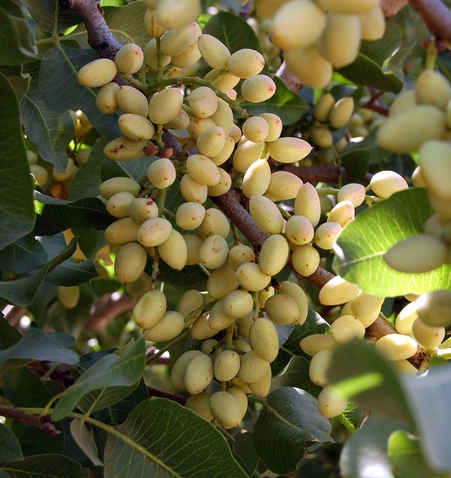 Pistachios growing on the tree