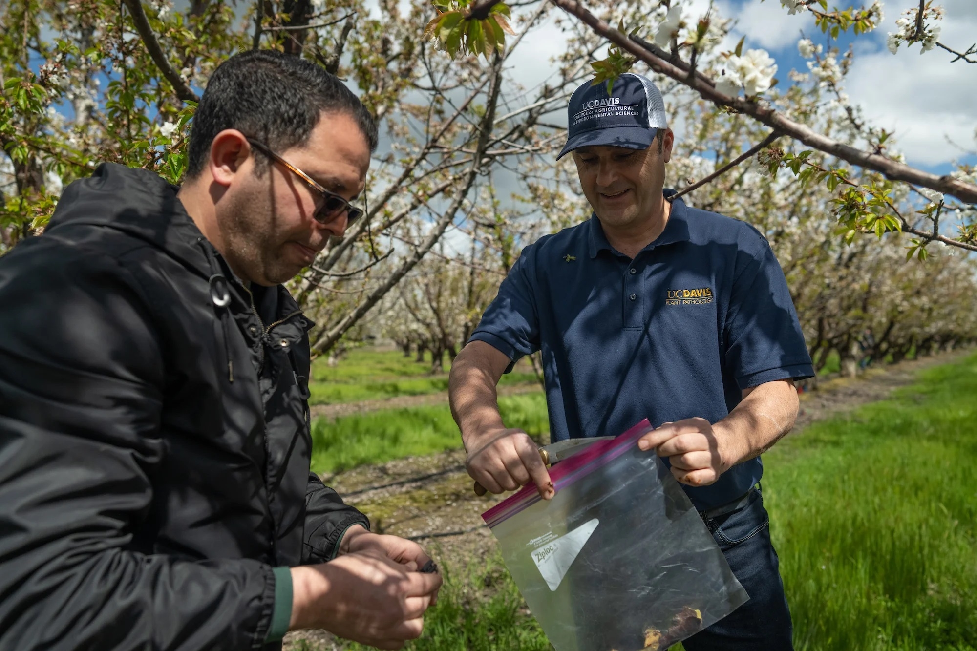 Winter atmospheric rivers gave pathogens and diseases the path to infect crops