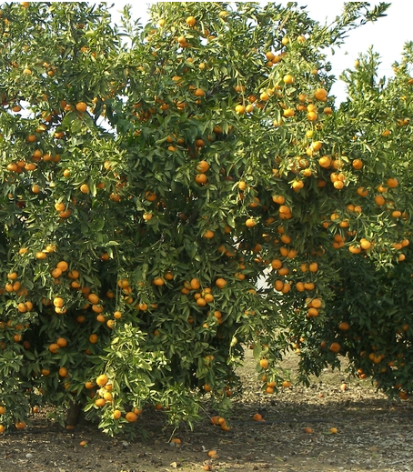 What would our world be like without California citrus?