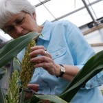 Peggy Lemaux is engineering sorghum