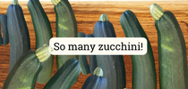 So many zucchinis for Master Food Preserver SLO/SB Counties Blog