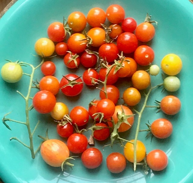 Fresh Picked Tomatoes
