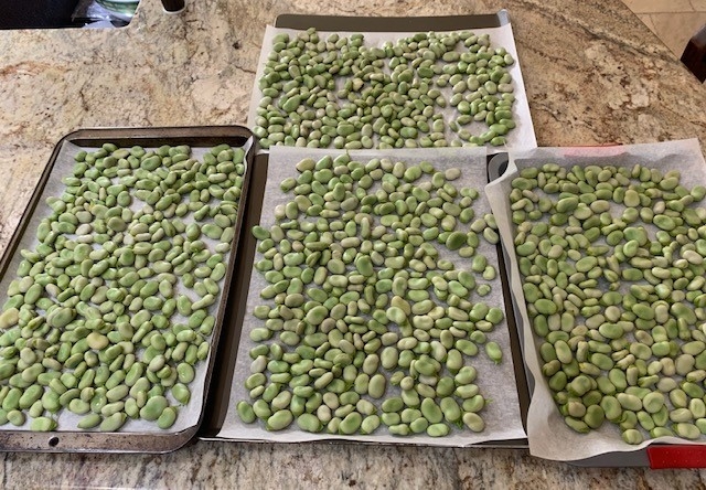 Beans on Freezing Trays