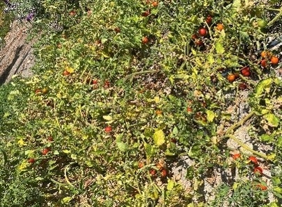 Red cherry tomato vine growing on the ground.