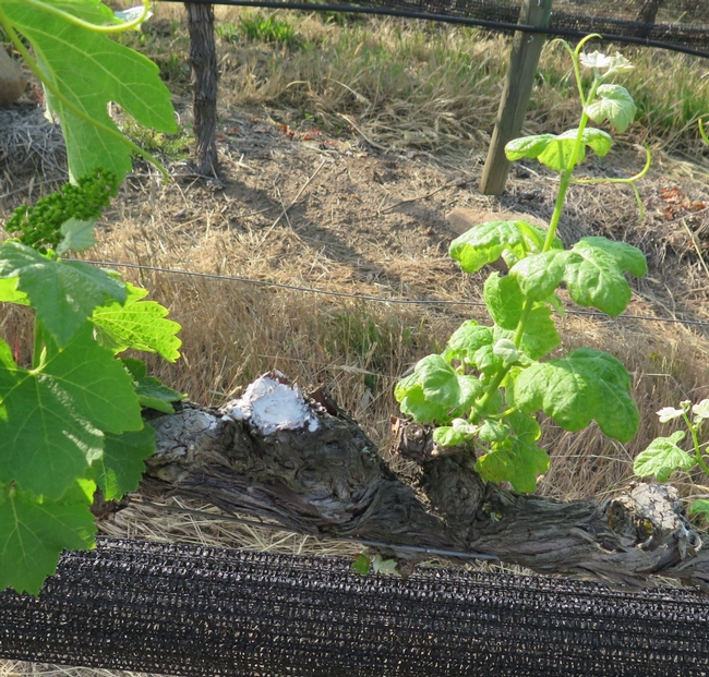 A painted pruning wound.