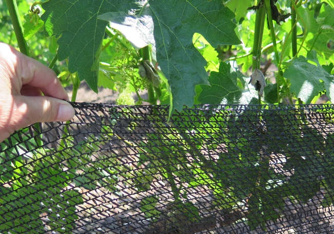 Netting for grape clusters.