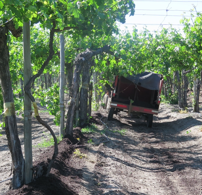 Compost application in a vineyard.