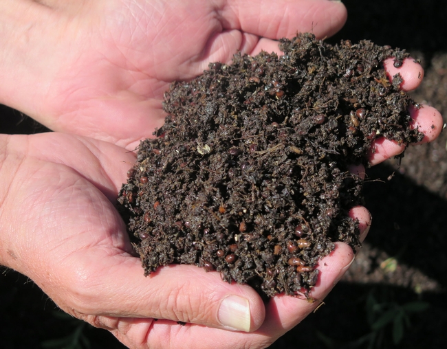 A handful of compost.