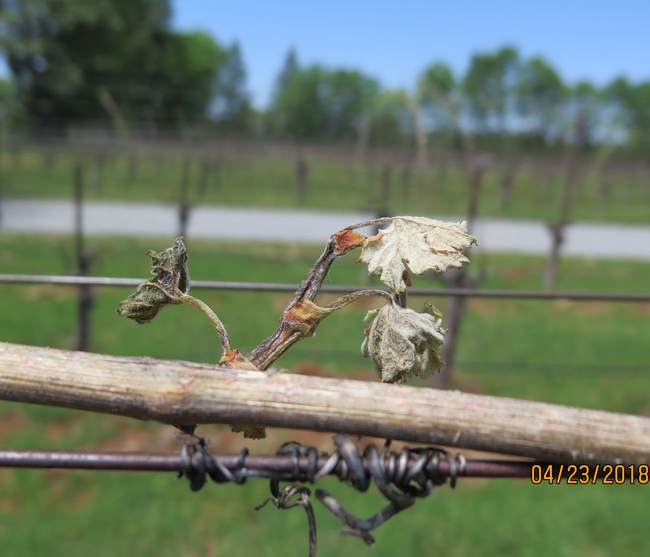 Frost damage in the variety Nebbiolo