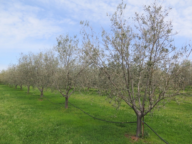 An olive orchard with little canopy