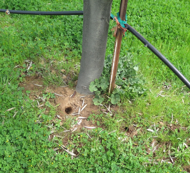 A vole burrow hole at the base of a a tree.