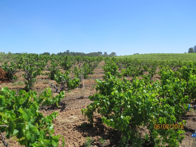 a vineyard with declining vines