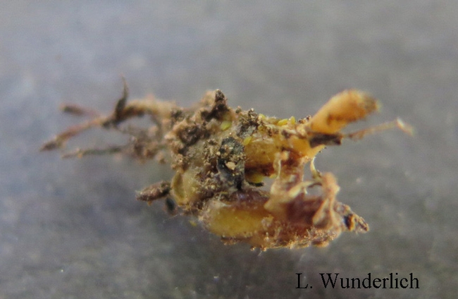 a root with tiny yellow aphids on it