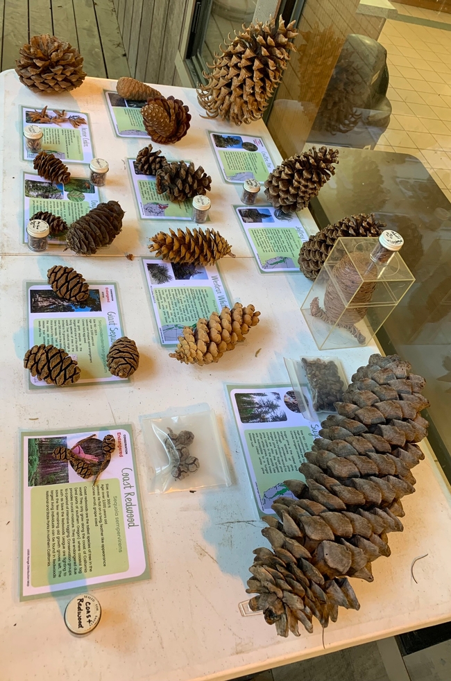 Samples of cones and seeds at the June 16th field day. Photo credit: Kim Ingram.