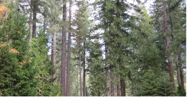 Located in the Central Sierra, Blodgett Forest Research Station is a highly productive mixed-conifer forest, with many of the tallest trees being only 100 years old. Credit: G.Dean
