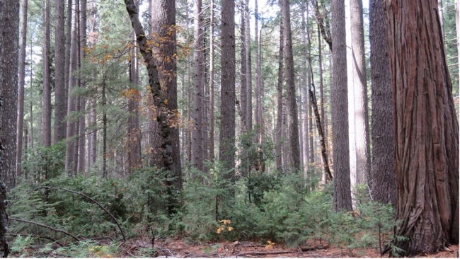 The unmanaged stand of trees. Note the density of both the overstory trees and saplings in the understory. Credit: G.Dean