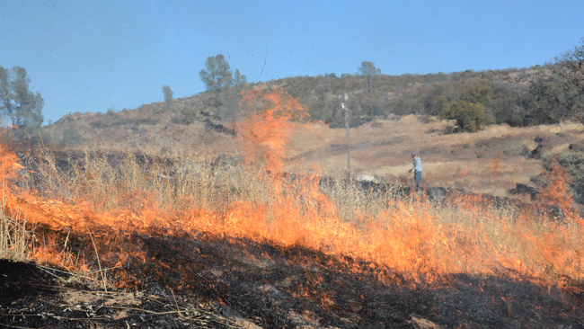 A prescribed burn, designed to help restore native habitat, was conducted earlier this year at McLaughlin Natural Reserve. Credit: B.Milligan, UC Davis.