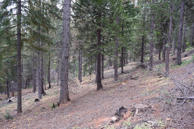 A 40-year old planted forest that was burned twice during the young stand development stage. This stand now has very low fire hazard. Credit: R.York.