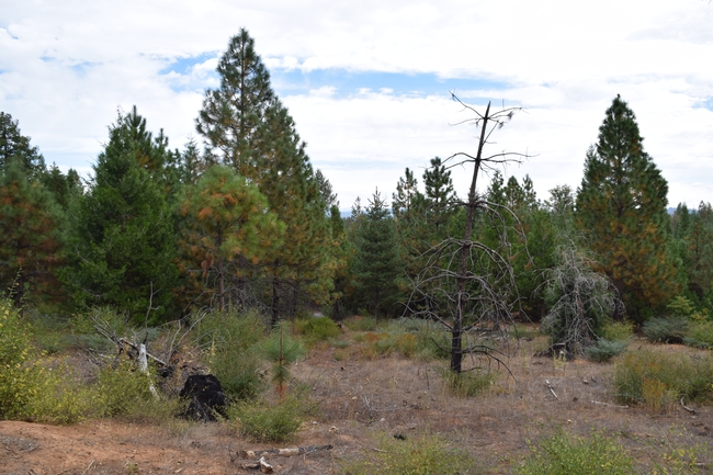 One of the study stands, five years following burning. Mortality was high (~50%), but stand is now open and has a heterogeneous spatial pattern. Credit: R.York.